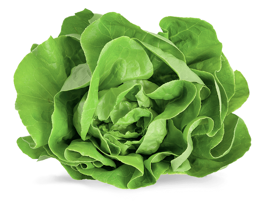 image.png Armela Farms Butterhead Green - Image 1
