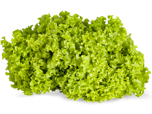 Armela Farms Lollo Bionda