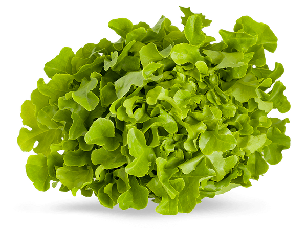 Armela Farms Oakleaf Green