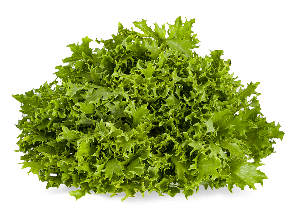 image.png Armela Farms Frisée Green - Image 1