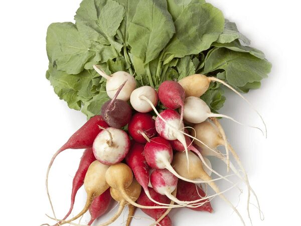 Organic Radish Heirloom Mix