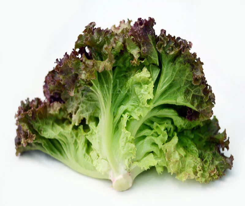 image.png Organic Lettuce Heirloom Cressonnette Du Maroc - Image 1